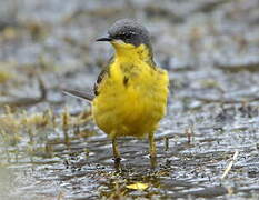 Western Yellow Wagtail