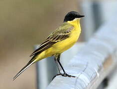 Western Yellow Wagtail