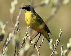 Western Yellow Wagtail