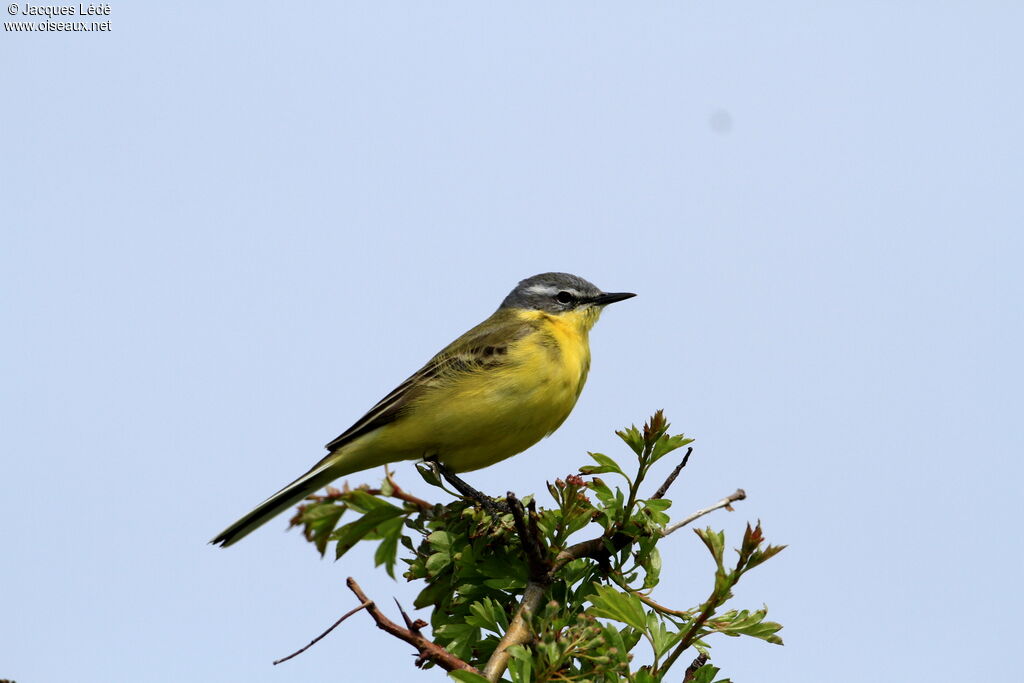 Western Yellow Wagtail