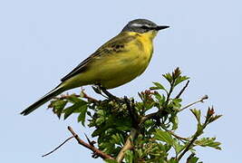 Western Yellow Wagtail