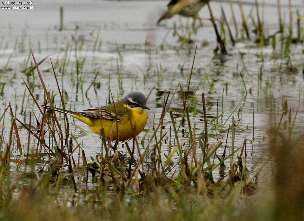 Western Yellow Wagtail