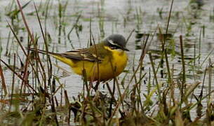 Western Yellow Wagtail