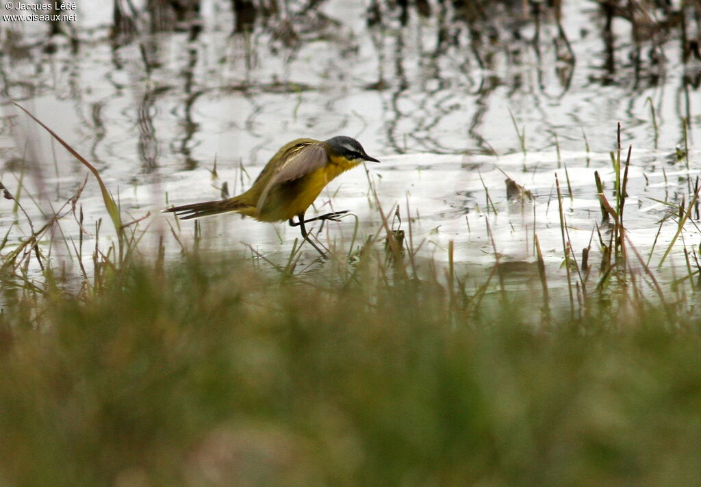 Western Yellow Wagtail