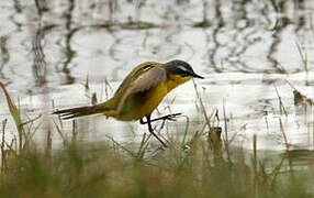 Western Yellow Wagtail