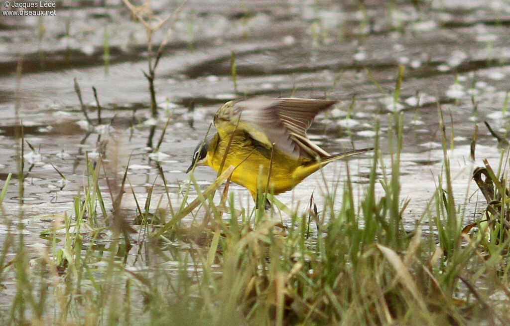 Western Yellow Wagtail