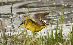 Western Yellow Wagtail