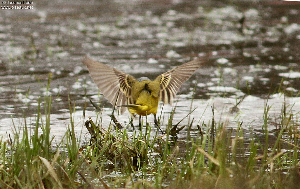 Western Yellow Wagtail