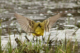 Western Yellow Wagtail