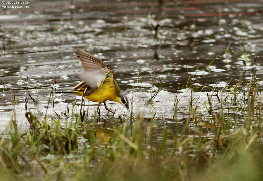 Western Yellow Wagtail