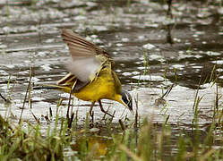 Western Yellow Wagtail