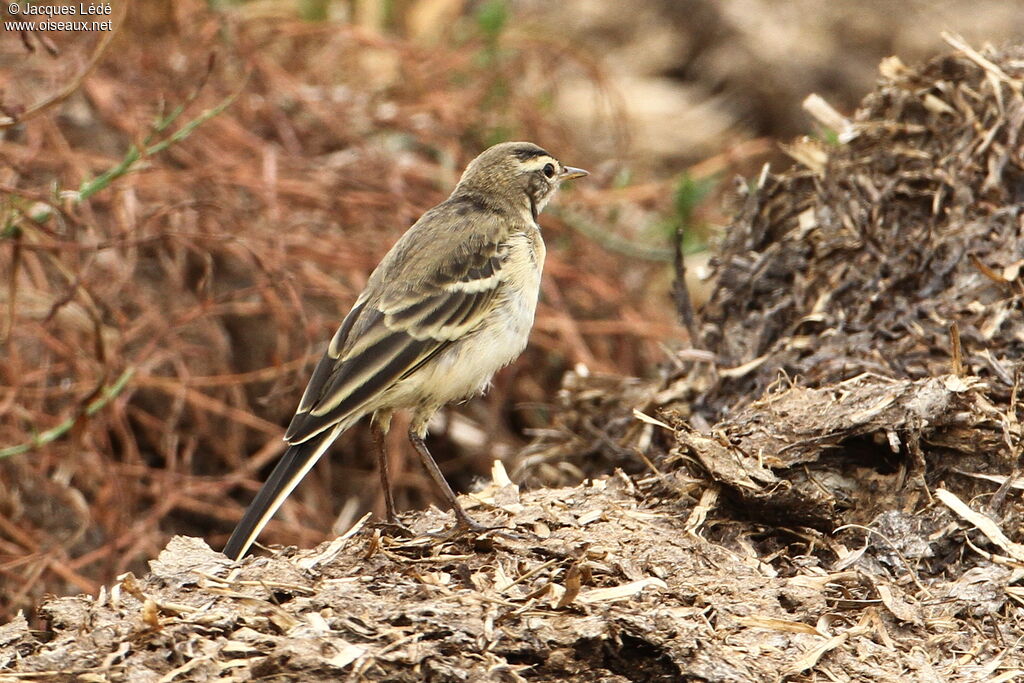 Western Yellow Wagtail