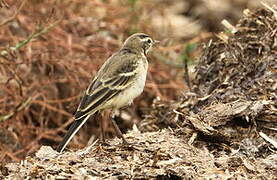 Western Yellow Wagtail