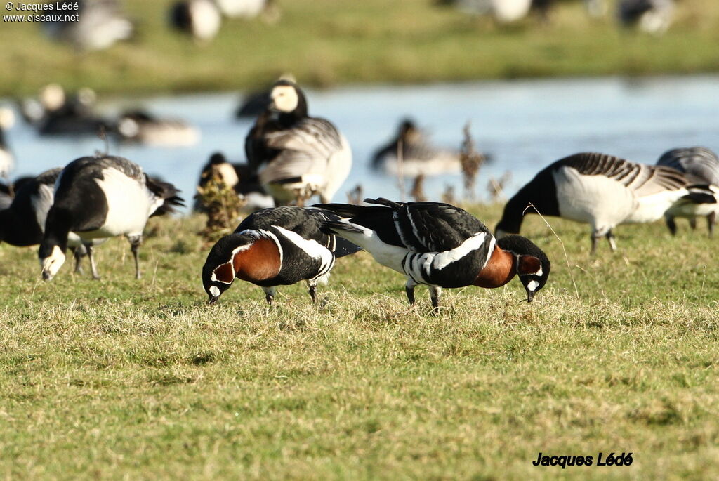 Red-breasted Goose