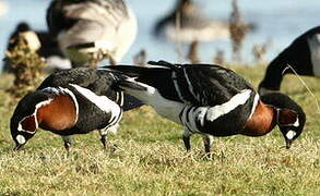 Red-breasted Goose