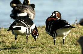 Red-breasted Goose