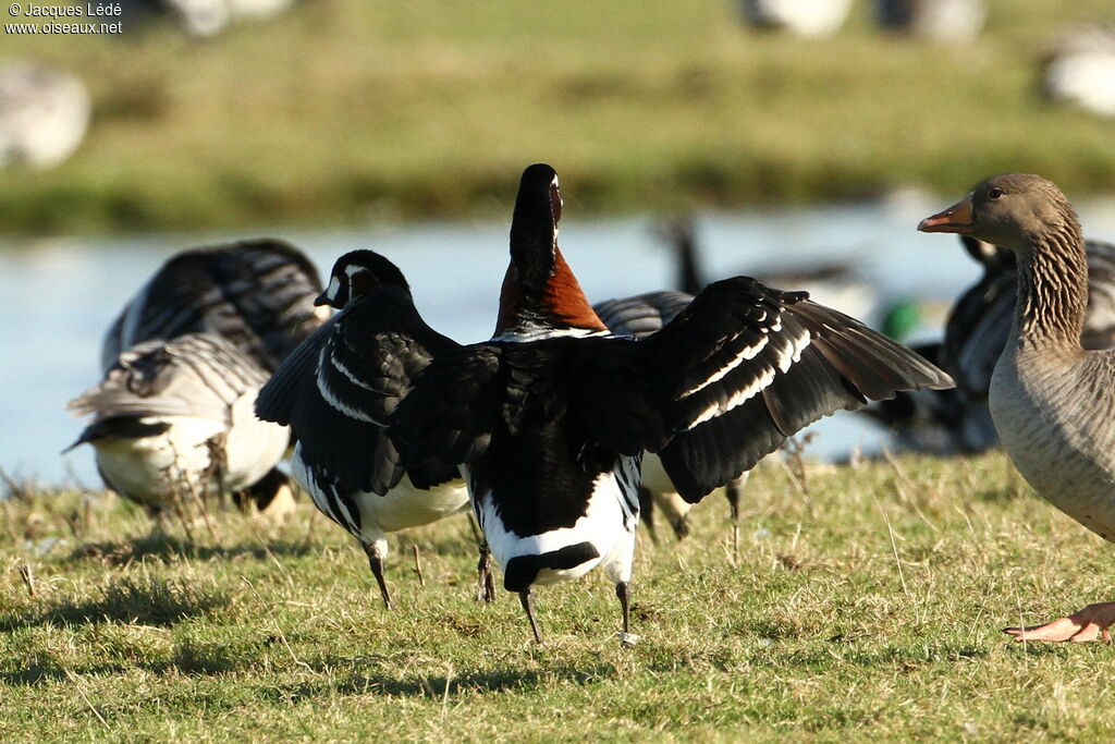 Red-breasted Goose