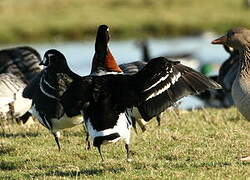 Red-breasted Goose