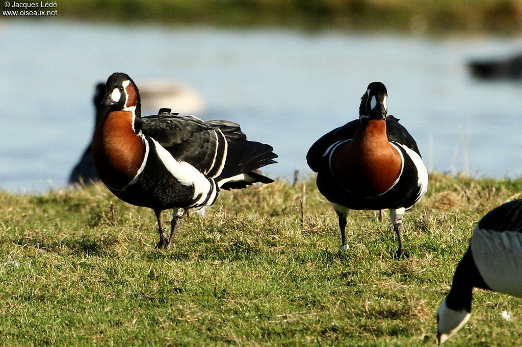 Red-breasted Goose