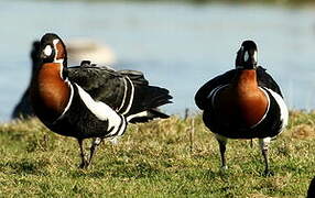 Red-breasted Goose