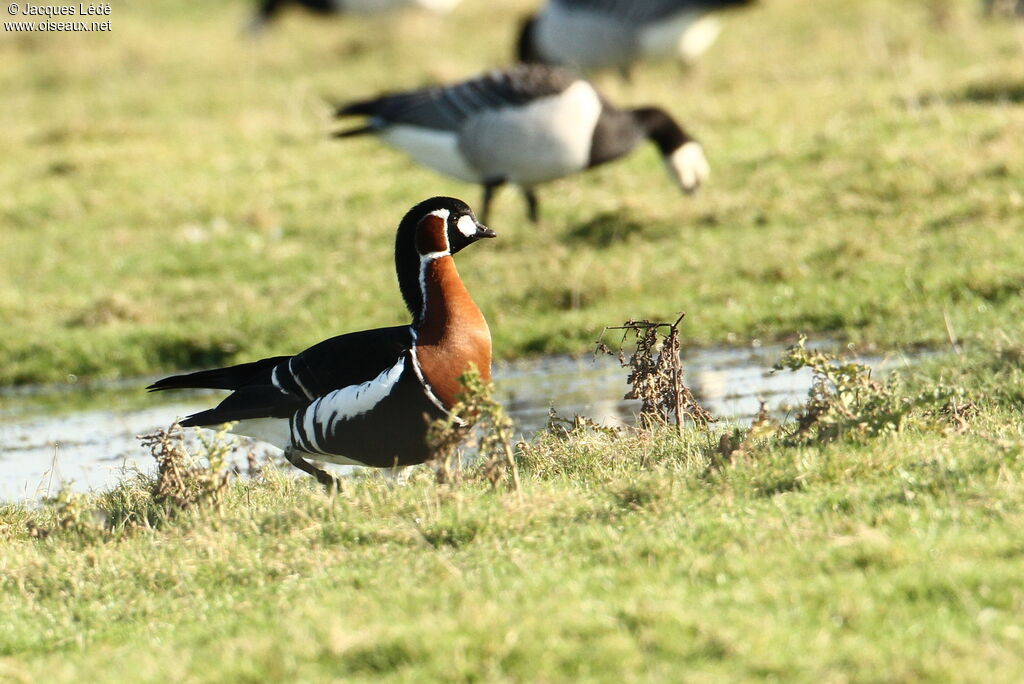 Red-breasted Goose