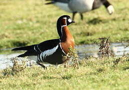 Red-breasted Goose