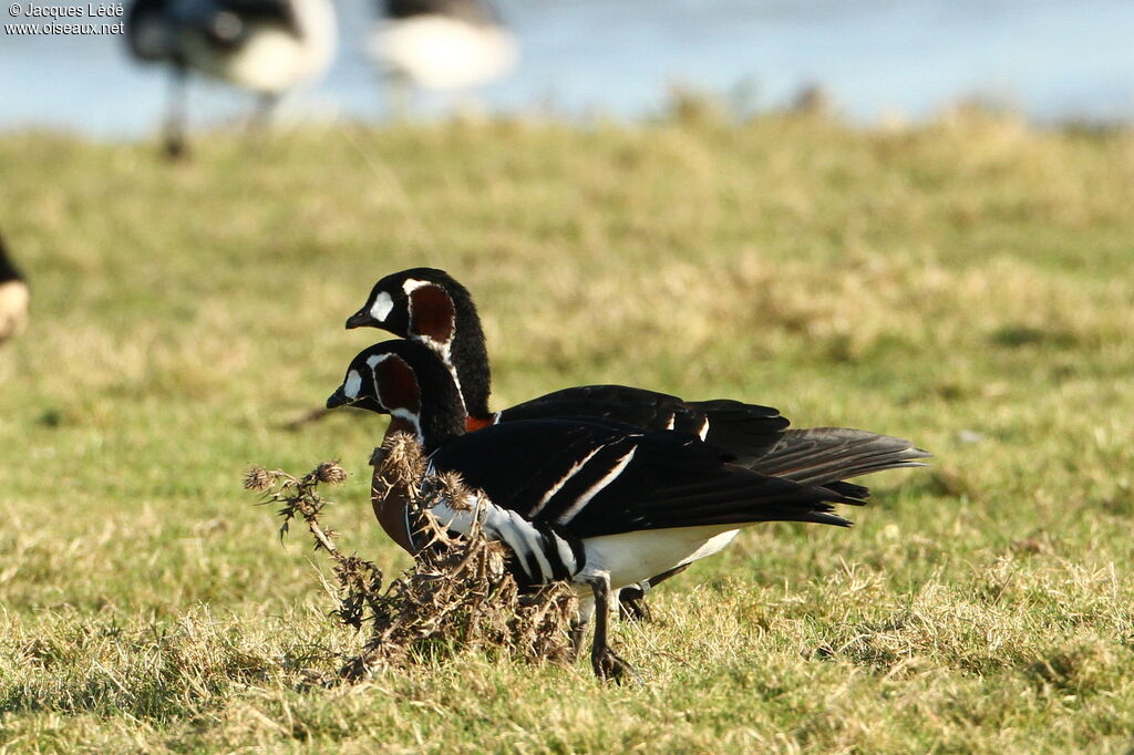 Red-breasted Goose