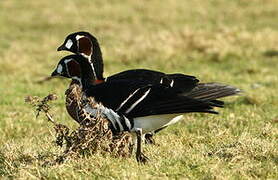 Red-breasted Goose