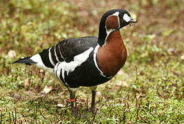 Red-breasted Goose