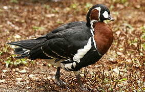 Red-breasted Goose