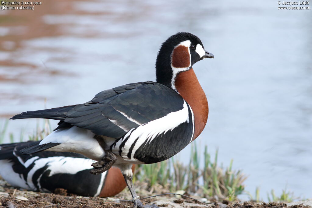 Red-breasted Goose