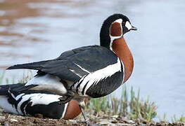 Red-breasted Goose