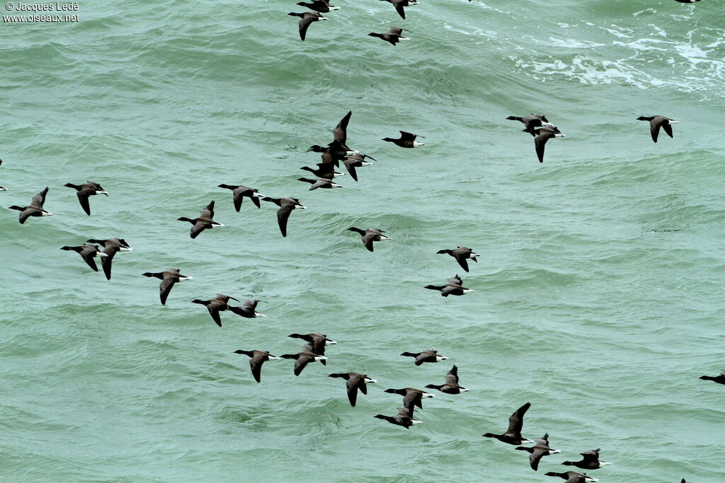 Brant Goose, Flight