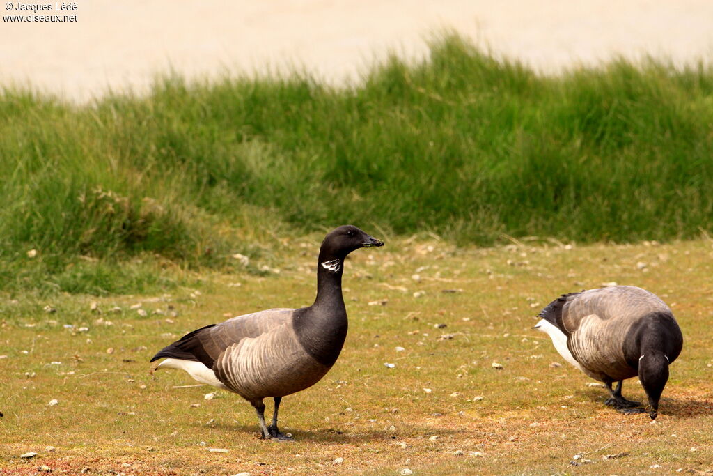 Brant Goose