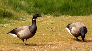 Brant Goose