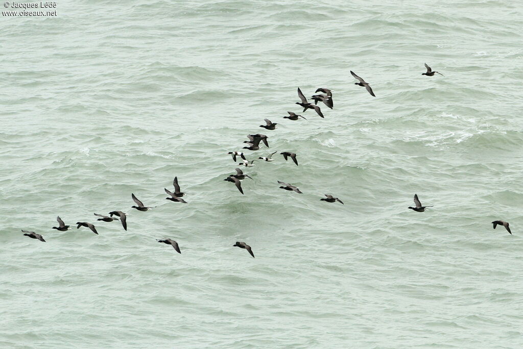 Brant Goose