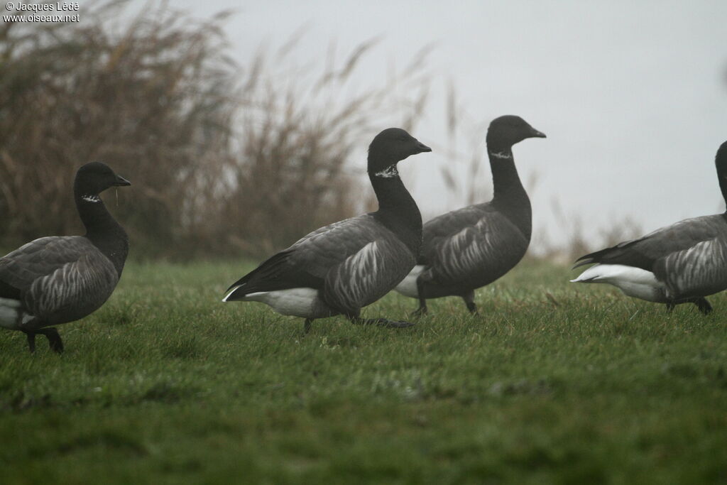 Brant Goose