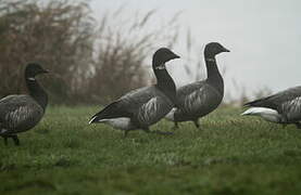 Brant Goose