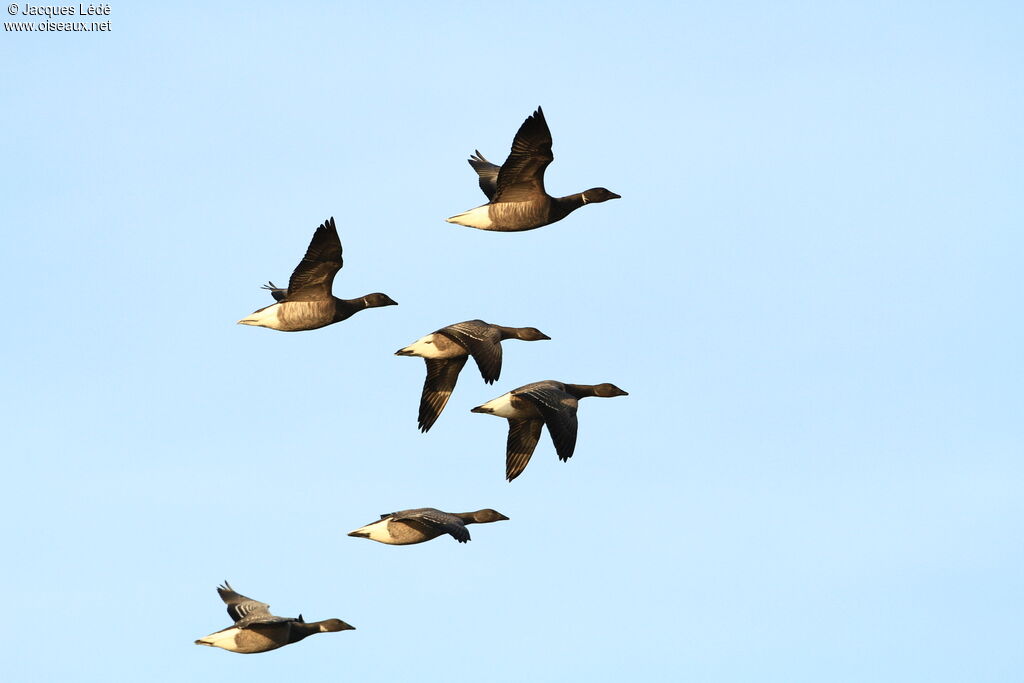 Brant Goose