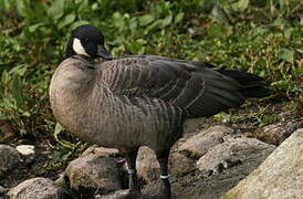 Cackling Goose