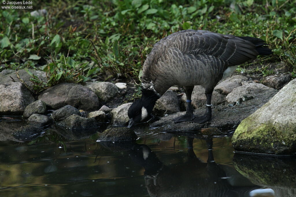 Cackling Goose