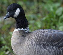 Cackling Goose