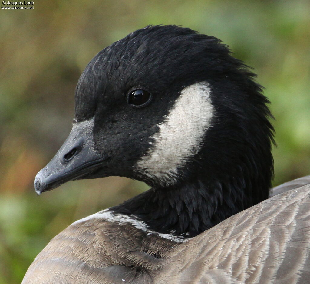 Cackling Goose