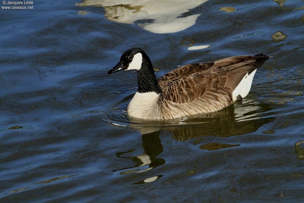 Canada Goose