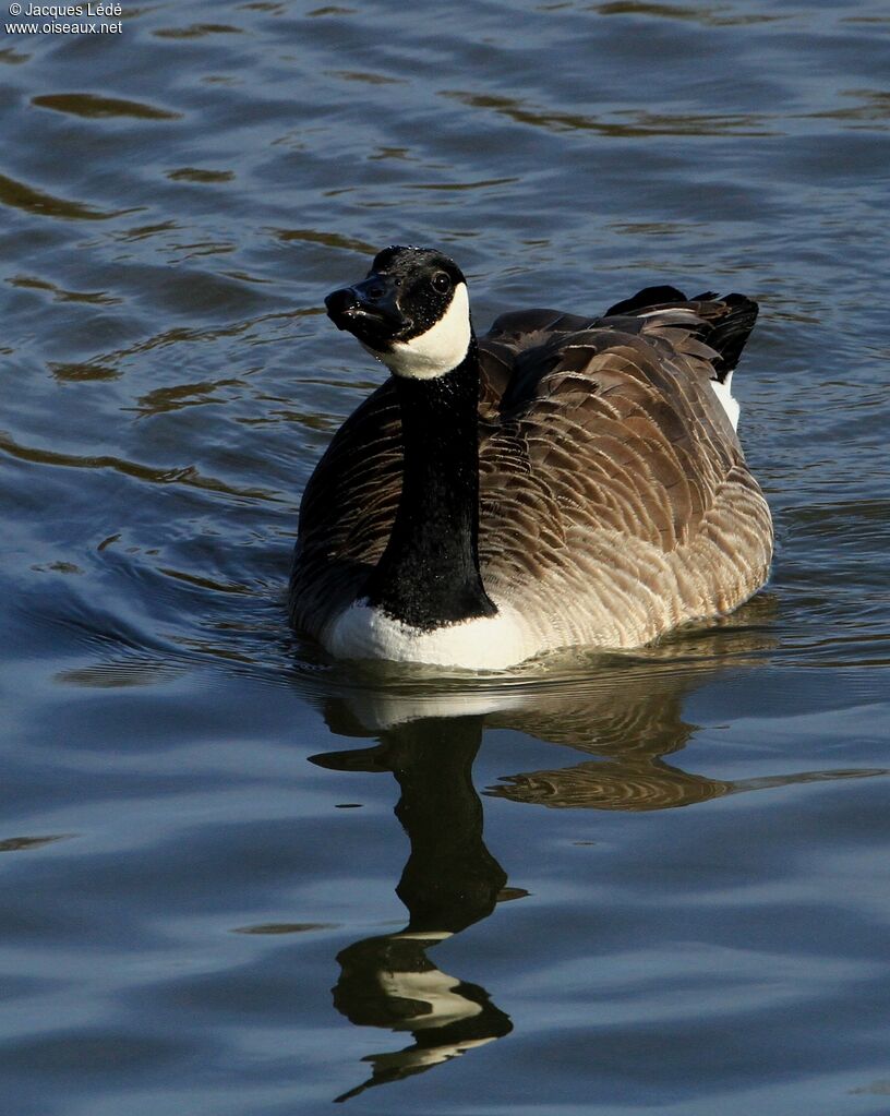 Canada Goose