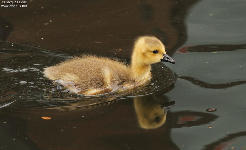 Canada Goose