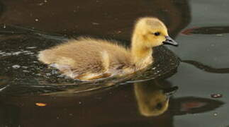 Canada Goose