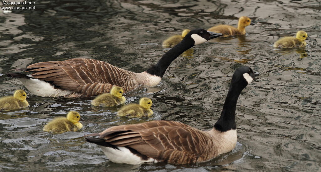 Canada Goose