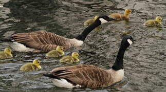 Canada Goose