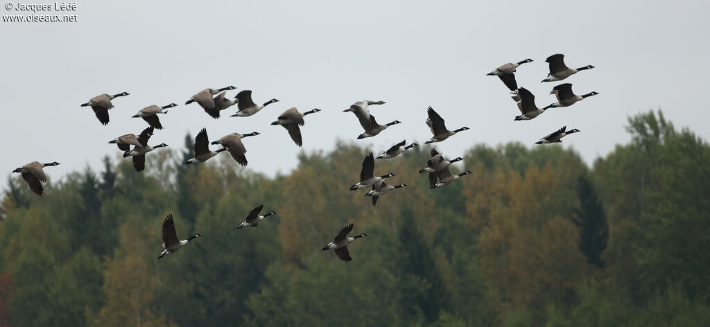 Canada Goose